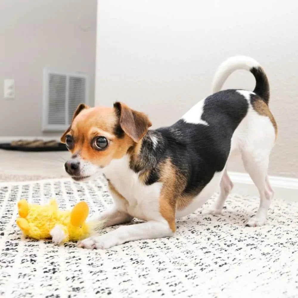 Low Stuffing Dog Toy with Squeaker, X-Small, 3 Animals: Bear, Duck, Frog