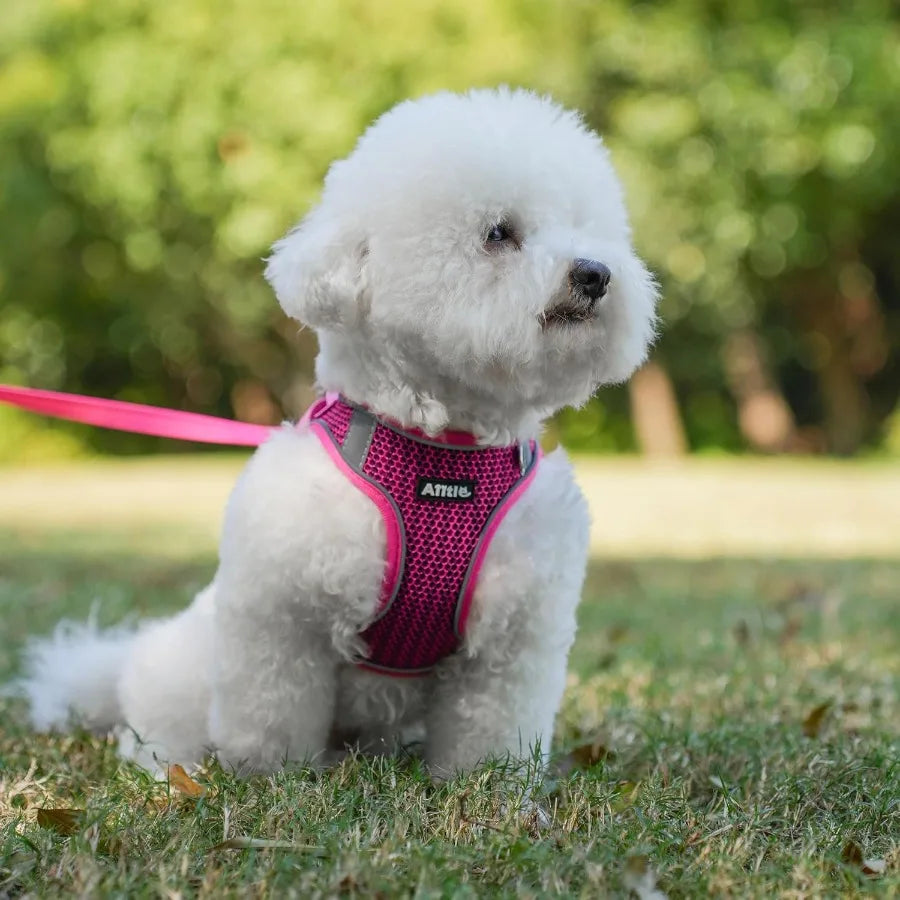 High Concerned Step In Dog Harness And Leash Set Weatherproof