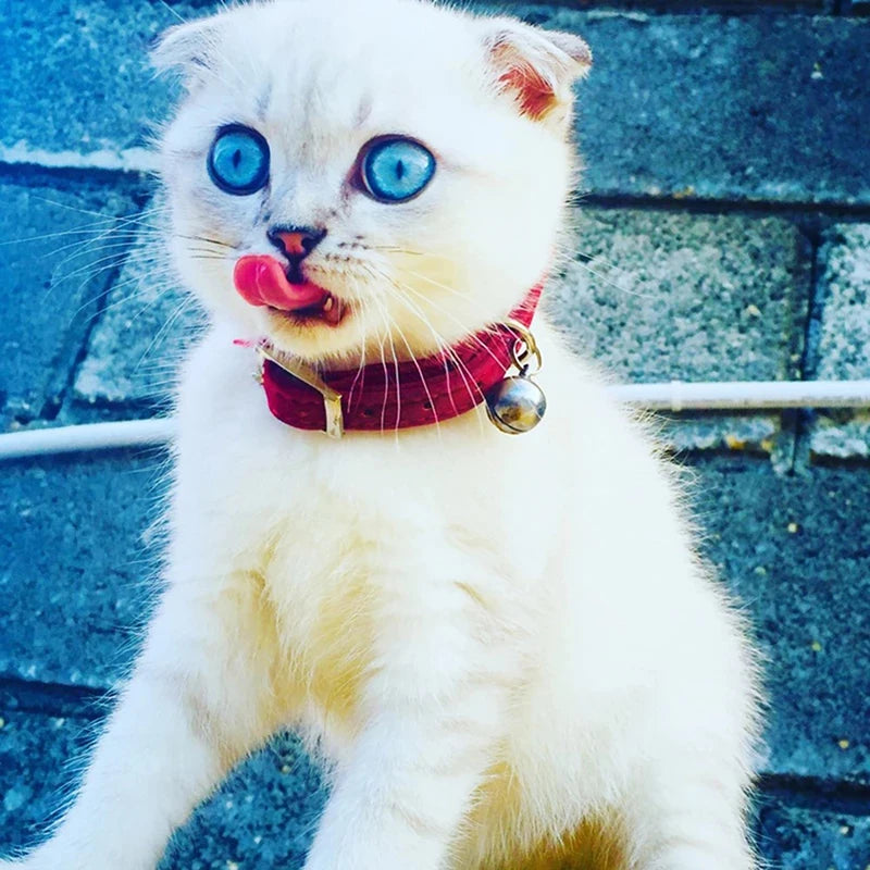 Noned Heart Charm Cat Collar With Bell And Soft Velvet