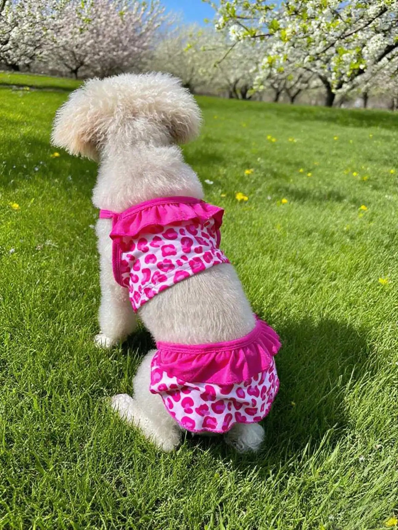 Pet Dog Lace Camisole Dress Daily Wear Outdoor Photoshoots Clothes