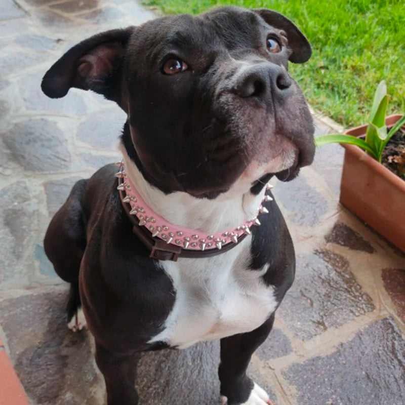 Rivet Collar and Leash Set for Medium to Large Dogs