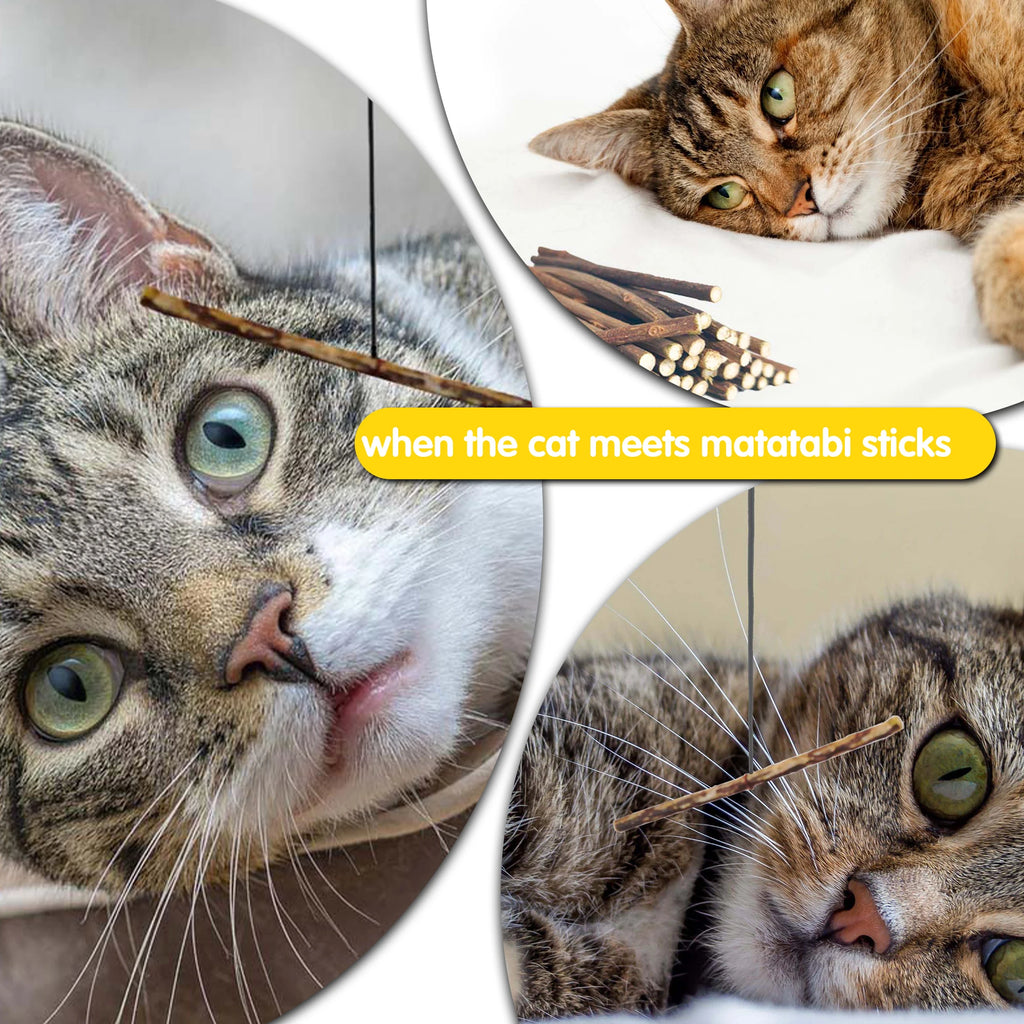 Oitabi Silvervine Sticks Natural Cat Chew Dental Toy