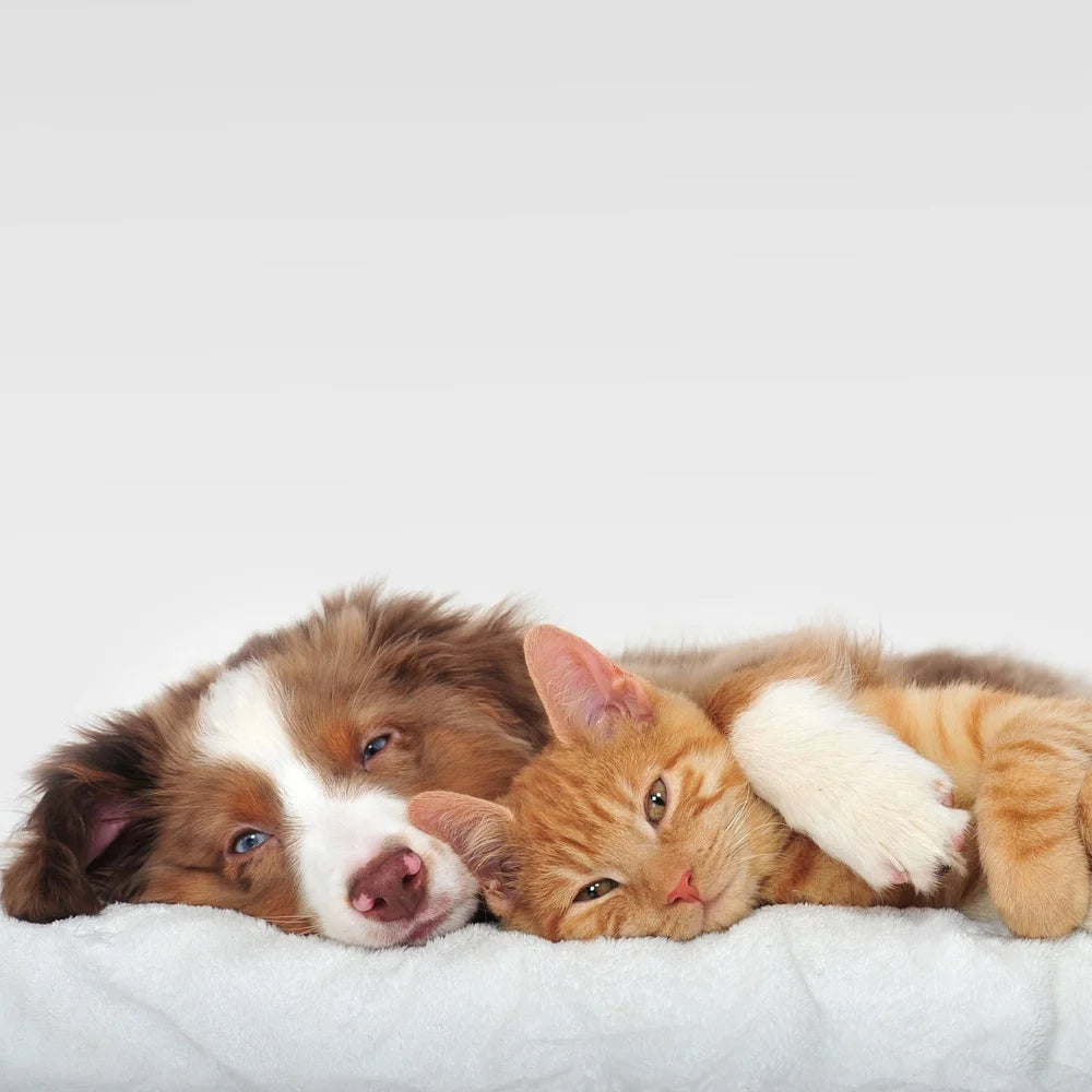 Dog Bed Replacement Cover Washable Non-Slip Slipcover Sherpa Top Micro Suede Durable Pet Duvet Fits 19-21 in Mattresses