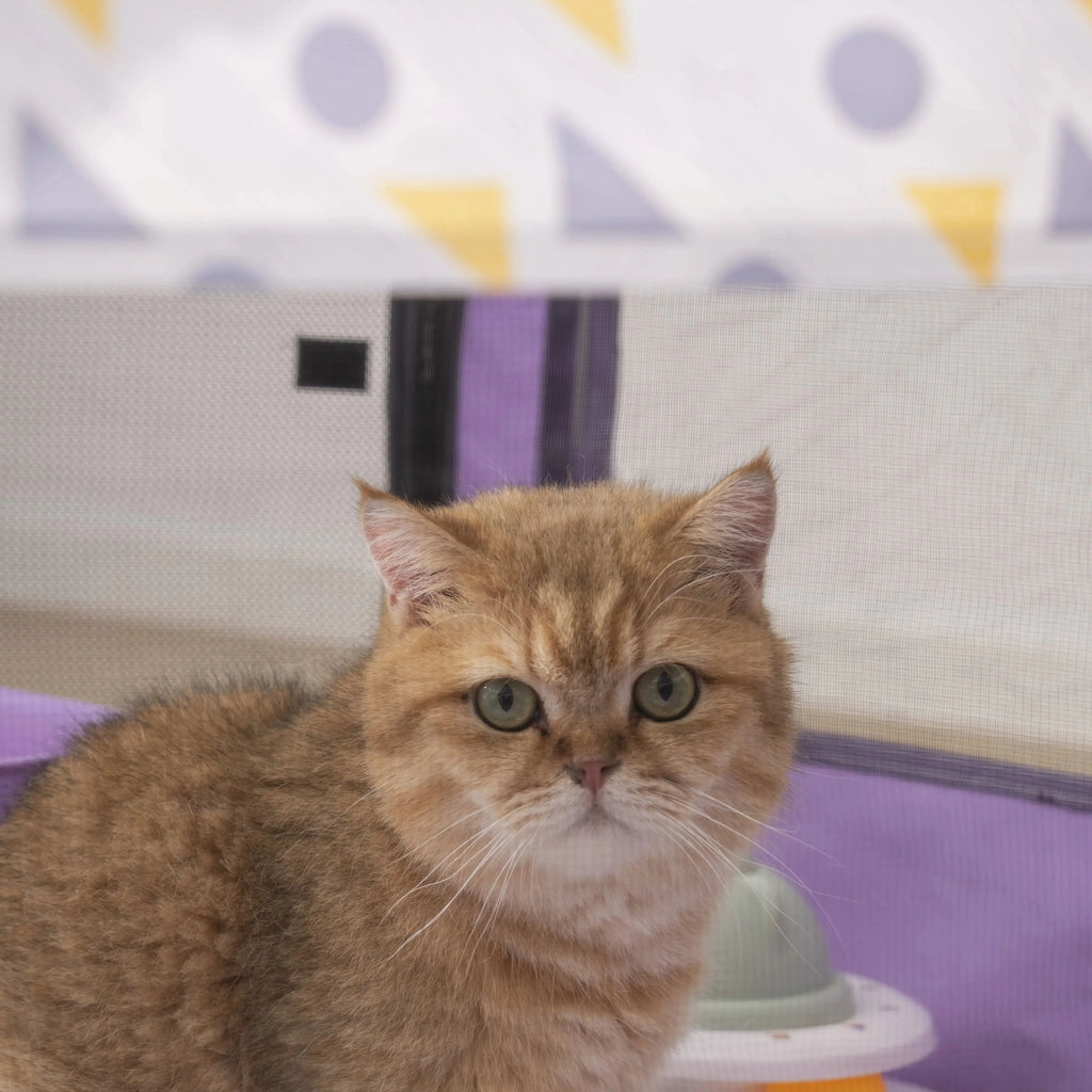 Foldable Mesh Ventilated Circular Cat Nest Outdoor/Indoor for both Dogs and Cats Extra-large and Comfortable Cat Birthing House