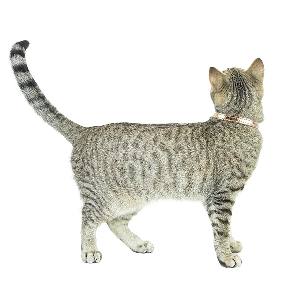 DUTRIEUX 2-Pack Textured Vegan Leather Breakaway Cat Collar Bell