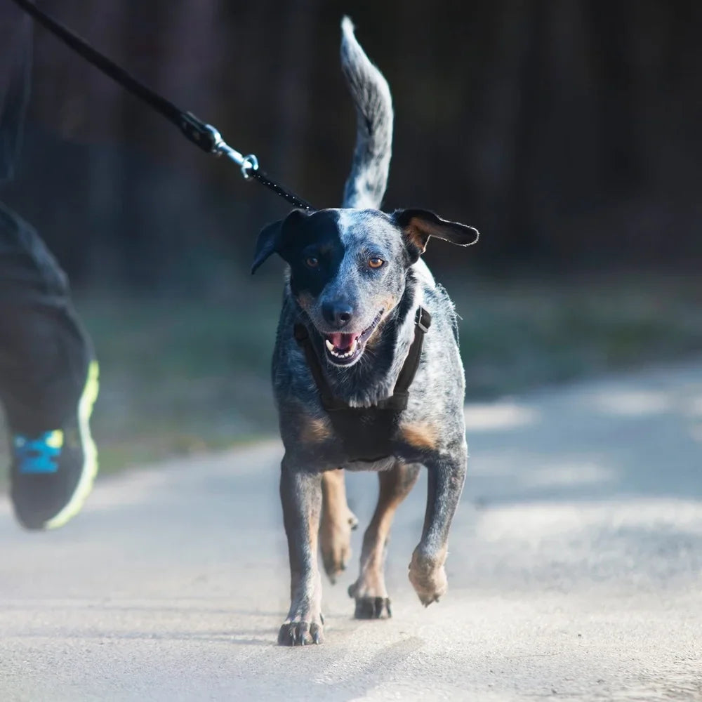 Non-Pulling Dog Harness with Storage Pouch Adjustable Reflective Lightweight Mesh Easy Step In Comfort Flex System Dogs